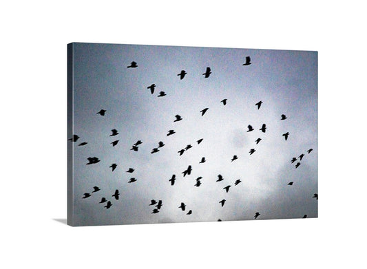 Flock of Birds in Flight Art Picture as Fine Art Surreal Nature Print