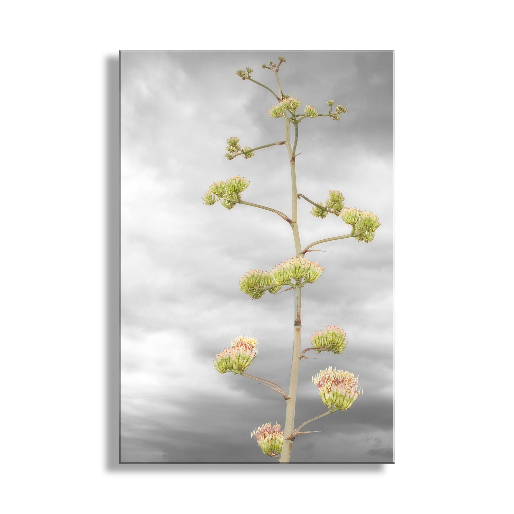Floral arrangement with green flowers on a gray background. Desert Agave Flower Wall Art with Tucson Arizona Century Plant