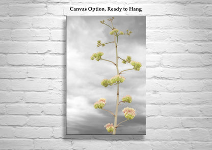 Desert Agave Flower Wall Art with Tucson Arizona Century Plant