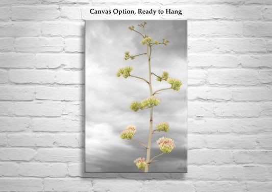 Desert Agave Flower Wall Art with Tucson Arizona Century Plant