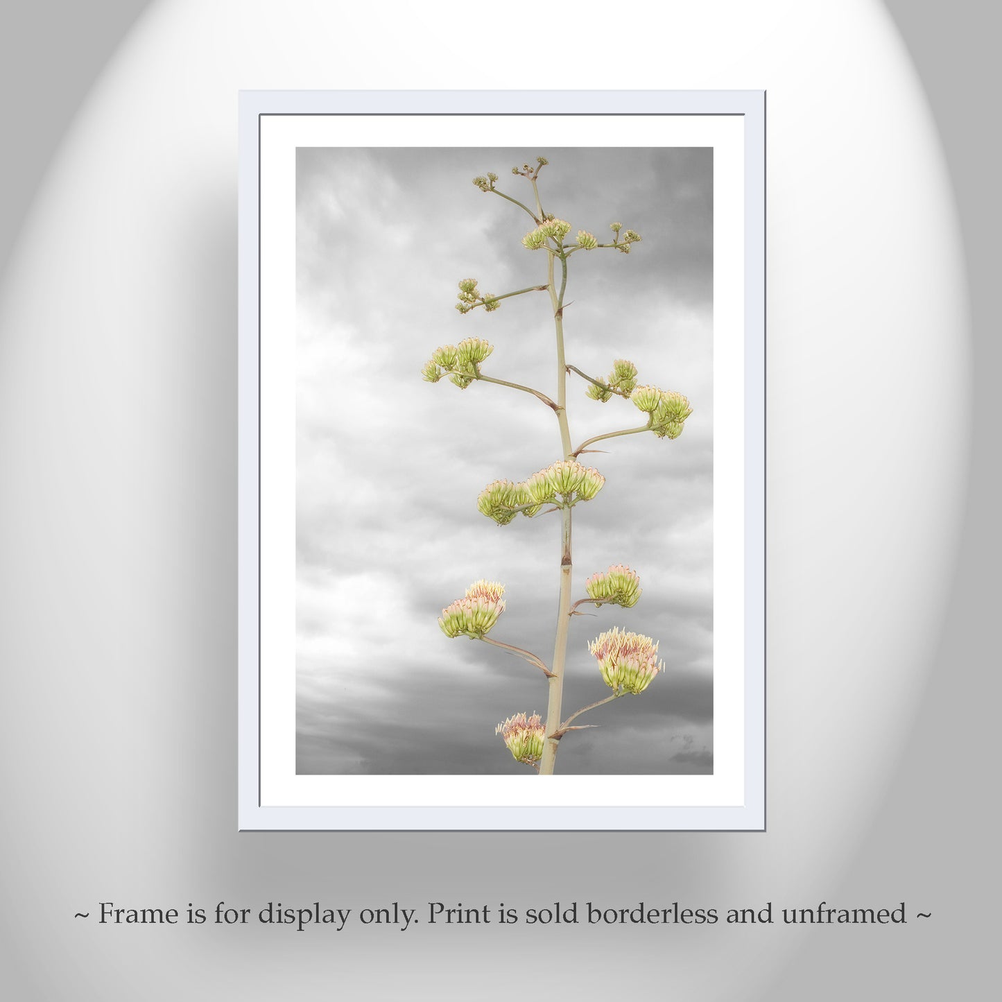 Desert Agave Flower Wall Art with Tucson Arizona Century Plant