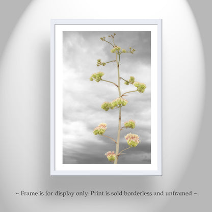 Desert Agave Flower Wall Art with Tucson Arizona Century Plant