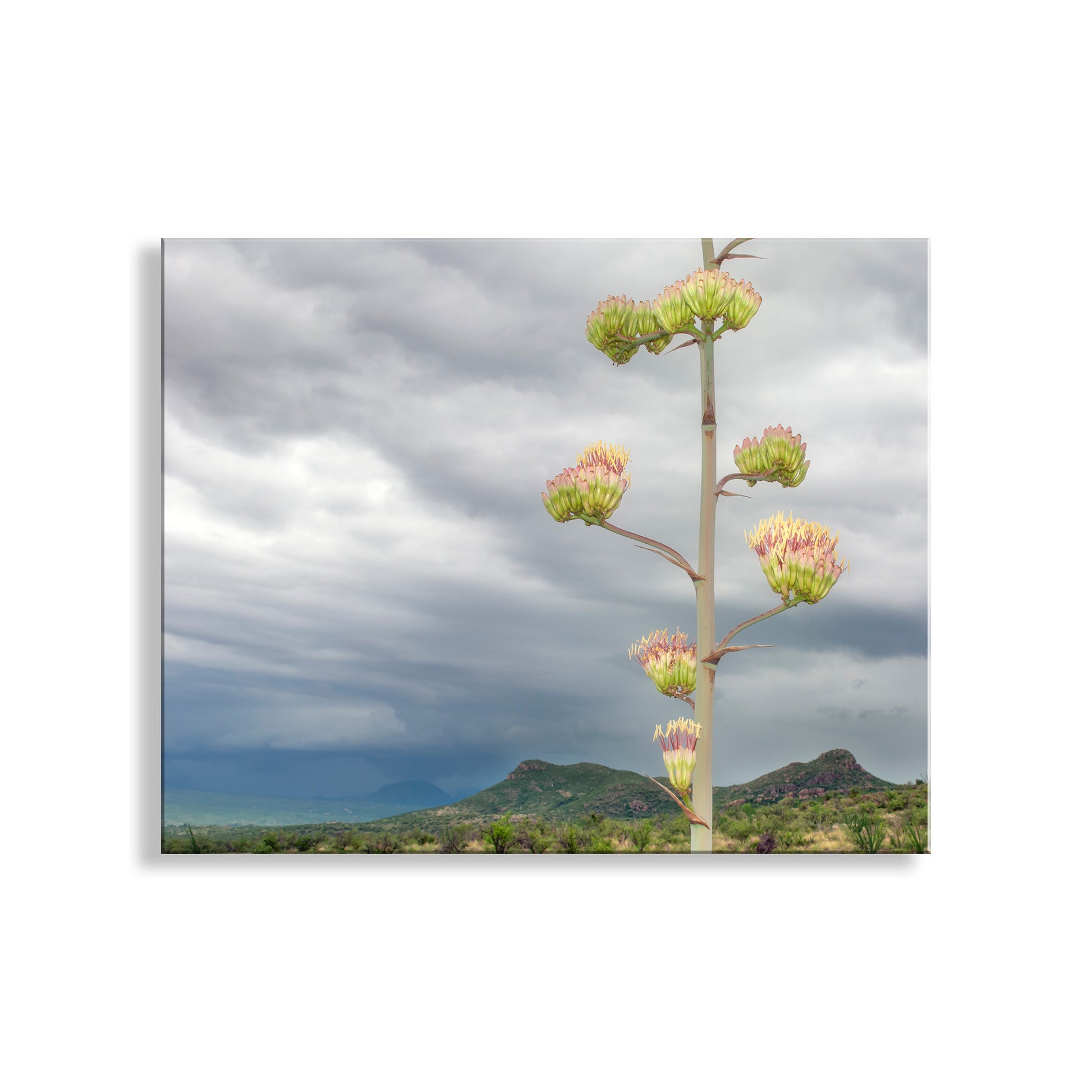 Cactus with pink flowers against a cloudy sky and mountain background. Desert Botanical Art | Arizona Borderlands Century Plant Landscape