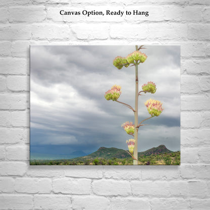 Desert Botanical Art Print with Arizona Century Plant Flowers