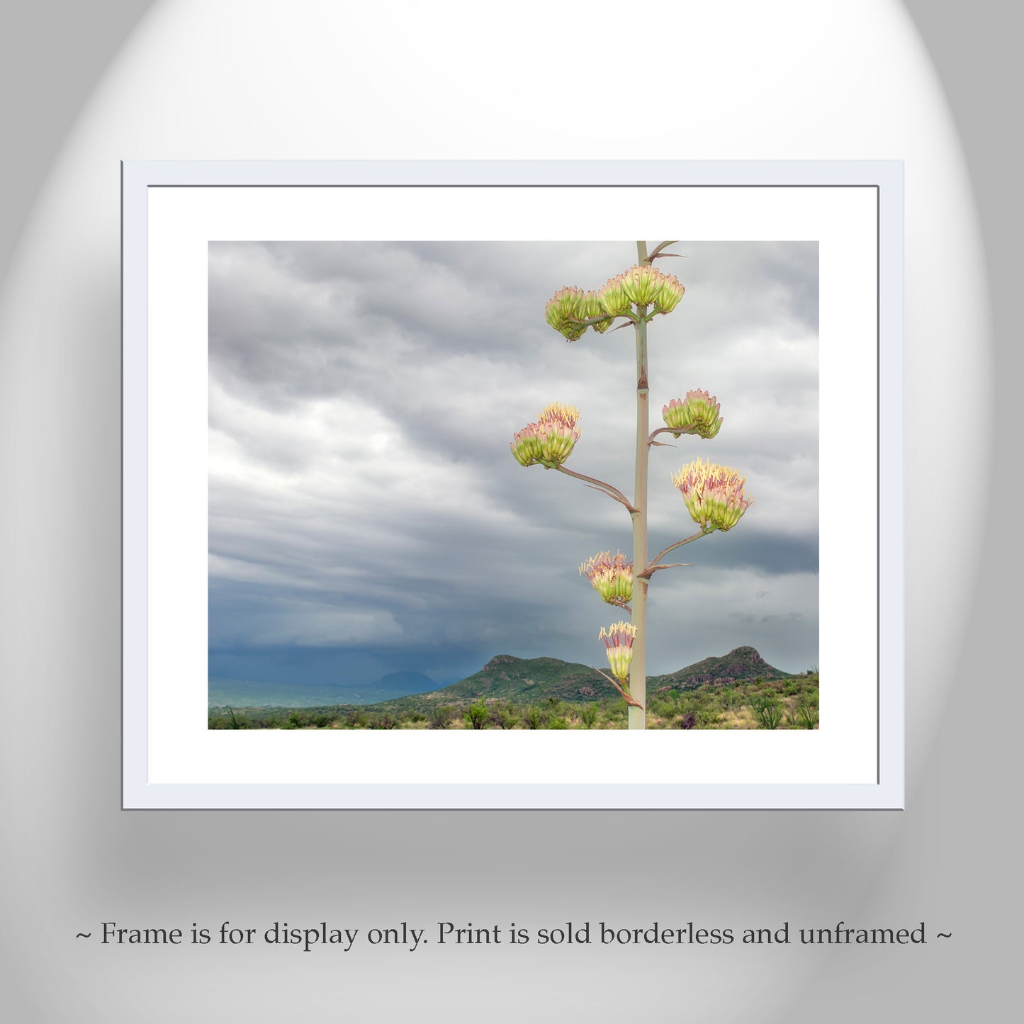 Desert Botanical Art Print with Arizona Century Plant Flowers