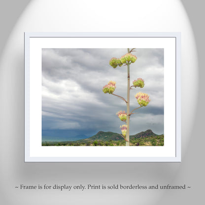 Desert Botanical Art Print with Arizona Century Plant Flowers