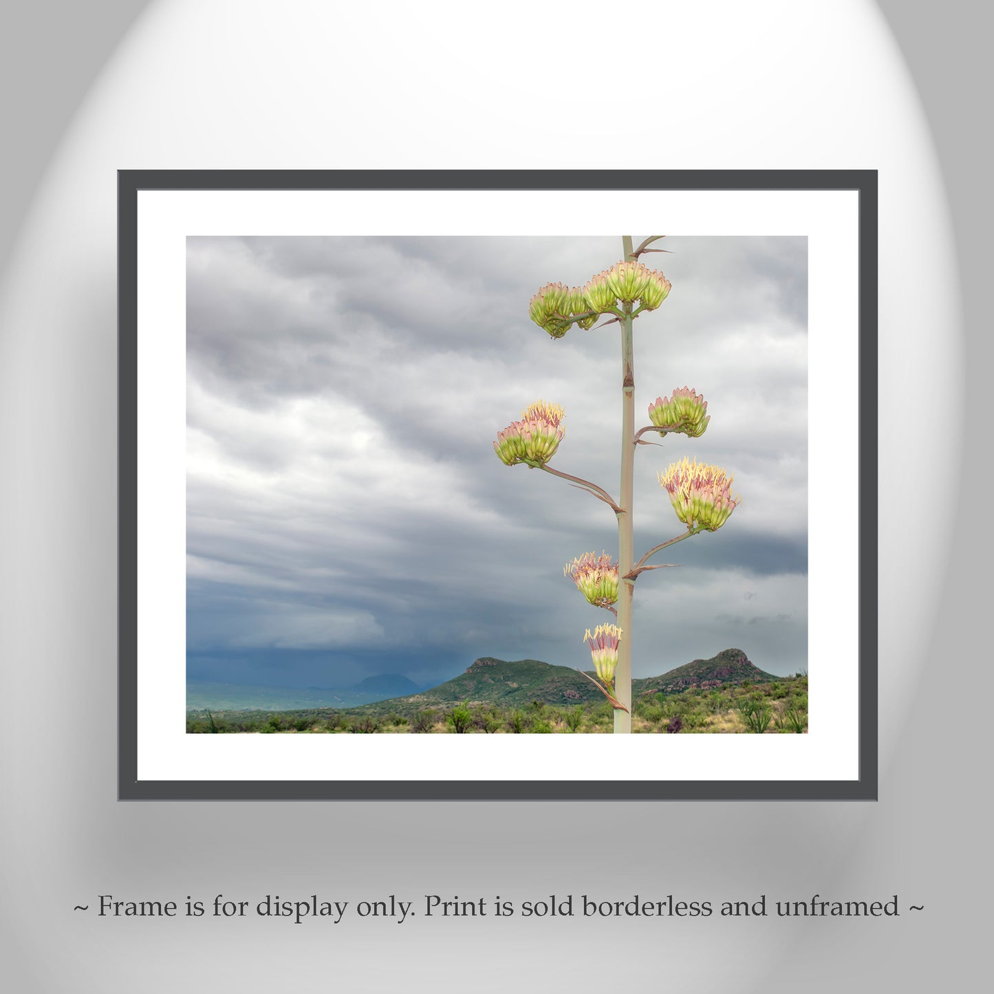 Desert Botanical Art Print with Arizona Century Plant Flowers