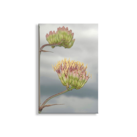 Floral painting with green and yellow flowers on a white background. Agave Botanical Art with Southern Arizona Monsoon Flowers