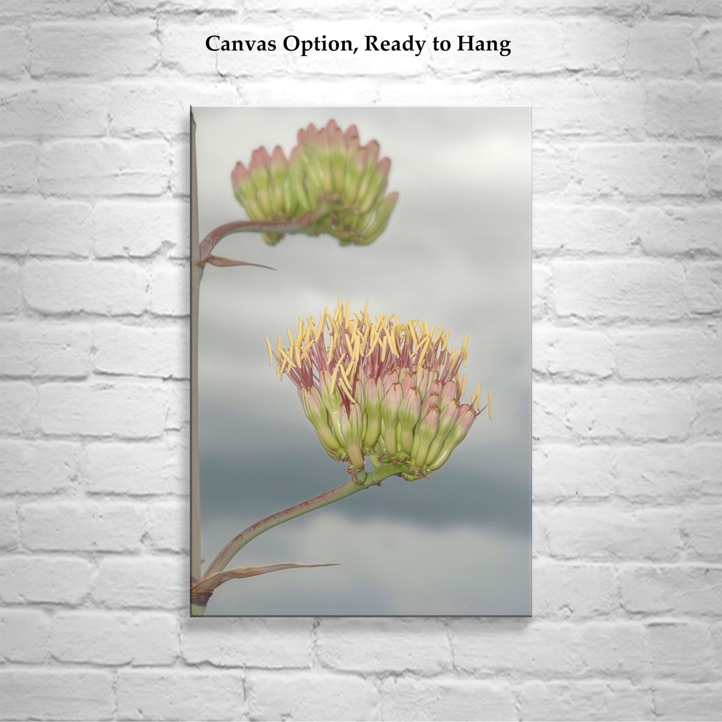 Agave Botanical Art with Southern Arizona Monsoon Flowers