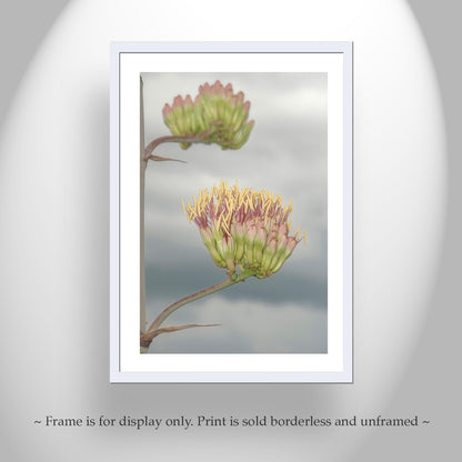 Agave Botanical Art with Southern Arizona Monsoon Flowers