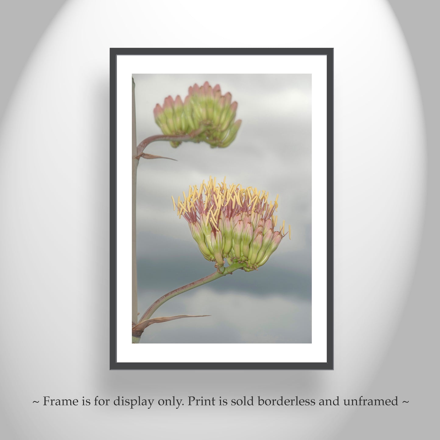 Agave Botanical Art with Southern Arizona Monsoon Flowers