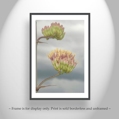 Agave Botanical Art with Southern Arizona Monsoon Flowers