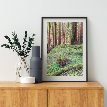 Redwood Forest Photography Print with Ferns - California Nature