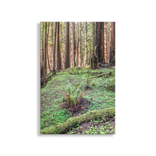Forest scene with tall trees and green undergrowth on a white background. Redwood Forest Nature Photography with Forest Floor Ferns
