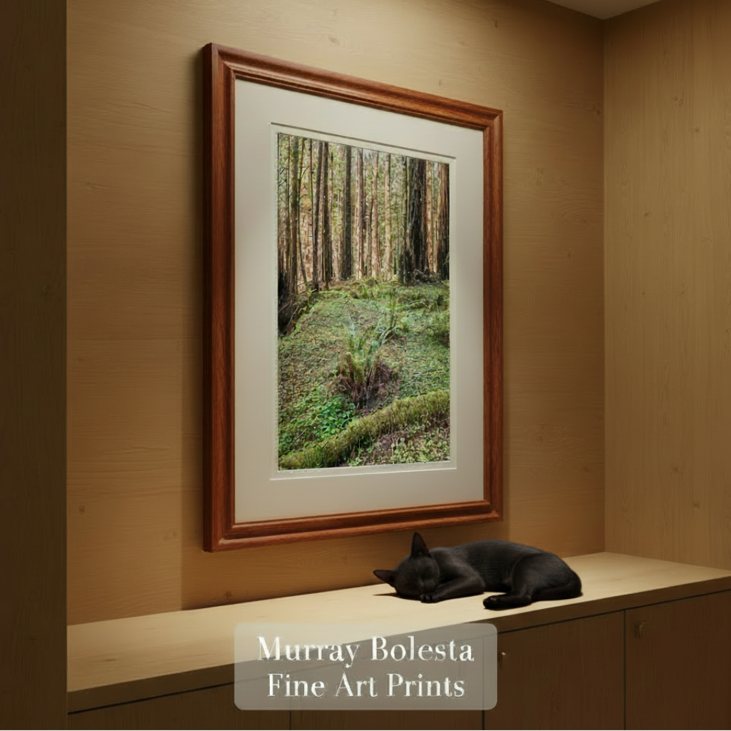 A framed forest art print with a brown wooden frame and white mat, hanging on a light wood wall above a cabinet. A black cat is sleeping on the cabinet, and a text overlay reads 'Murray Bolesta Fine Art Prints'.