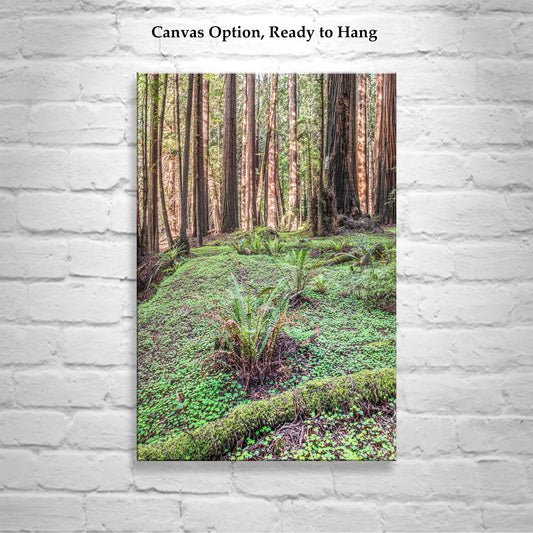 Redwood Forest Photography Print with Ferns - California Nature