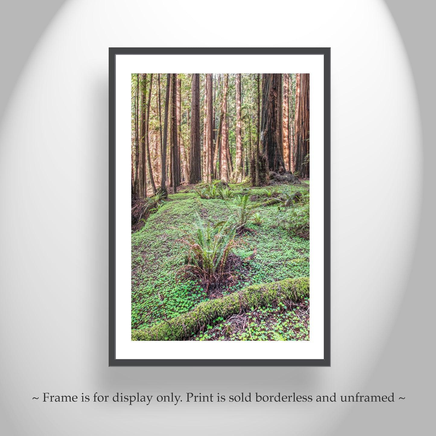 Redwood Forest Photography Print with Ferns - California Nature