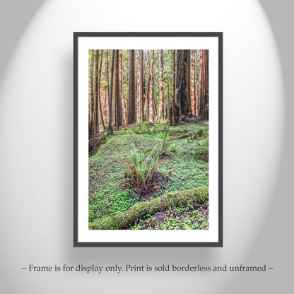 Redwood Forest Photography Print with Ferns - California Nature