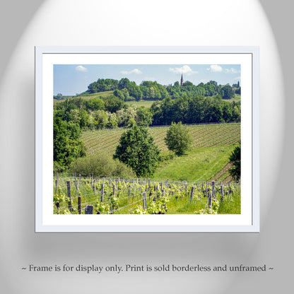French Vineyard Photography Art Print at Bordeaux France