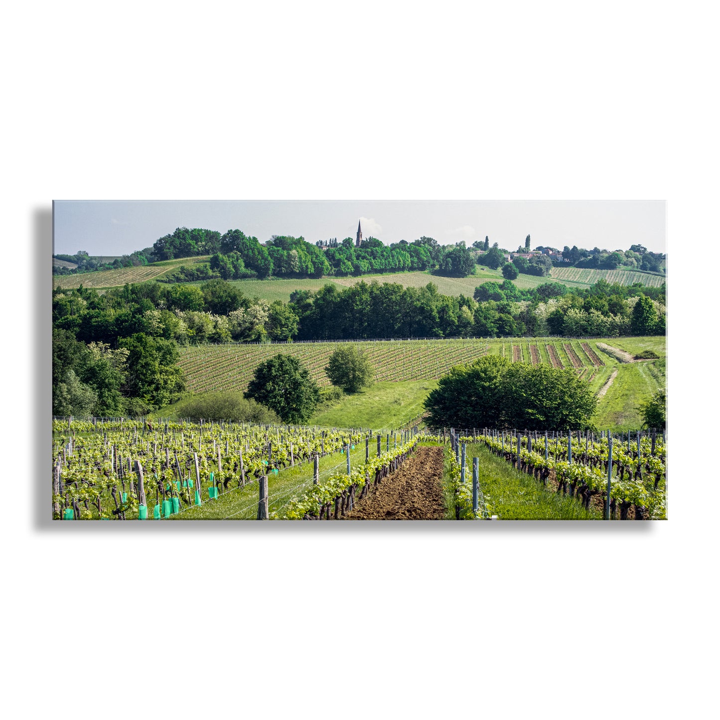 Bordeaux France Vineyard Landscape Art Panorama