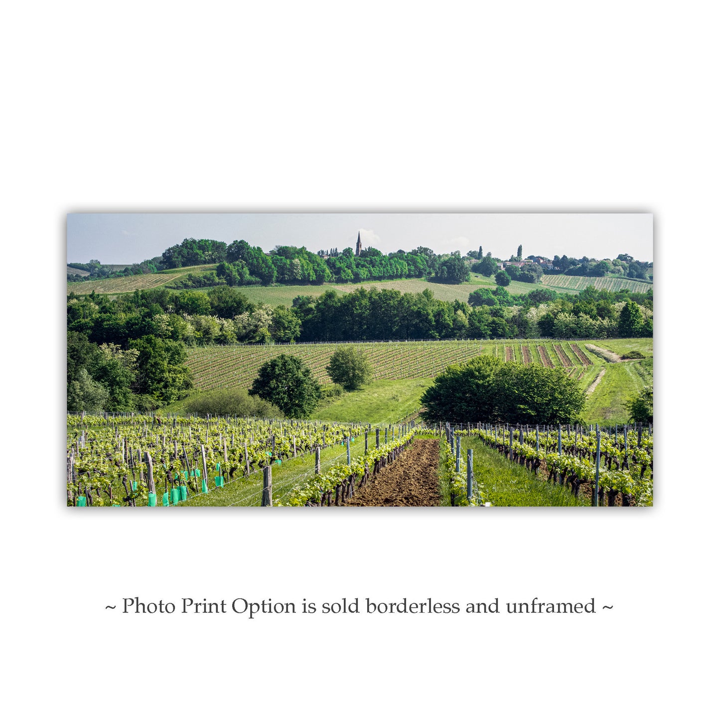 Bordeaux France Vineyard Landscape Art Panorama