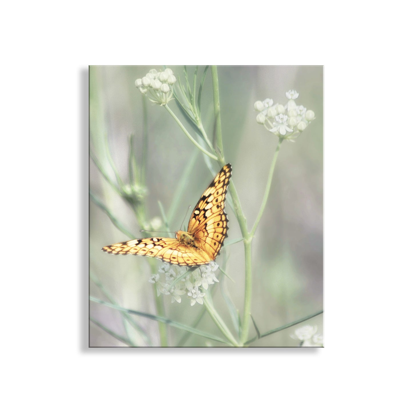 Butterfly perched on a flower with a soft, blurred background. My stylish golden butterfly wall decor with milkweed for your walls! Captured by me at C****** H**** C****** Preserve, a secret Nature Conservancy property, near Sonoita, Arizona, planet Earth. Original, unique signed art photograph by Murray Bolesta!