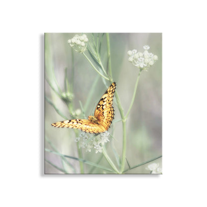 Butterfly perched on a flower with a soft, blurred background. My stylish golden butterfly wall decor with milkweed for your walls! Captured by me at C****** H**** C****** Preserve, a secret Nature Conservancy property, near Sonoita, Arizona, planet Earth. Original, unique signed art photograph by Murray Bolesta!