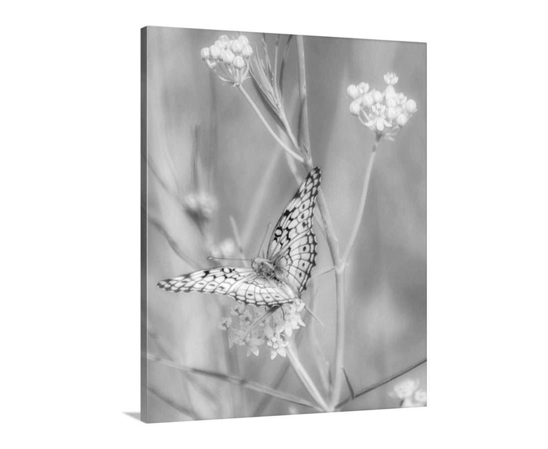 My beautiful butterfly art of the black &amp; white variety! Here's a splendid fritillary butterfly I captured on camera in the southern Arizona USA outback of Canelo Hills. Original, unique signed art photograph by Murray Bolesta!