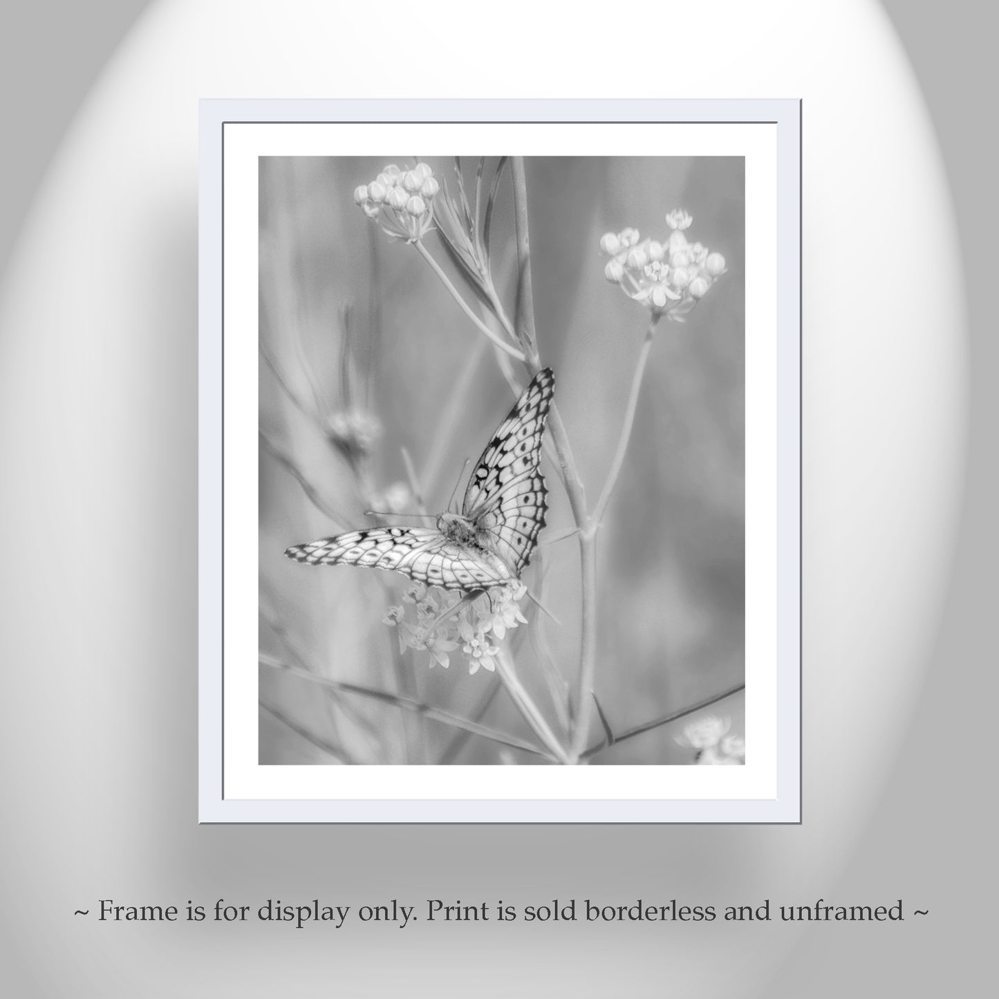 Butterfly Art Photography in Black and White with Milkweed Flowers