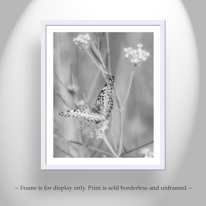 Butterfly Art Photography in Black and White with Milkweed Flowers