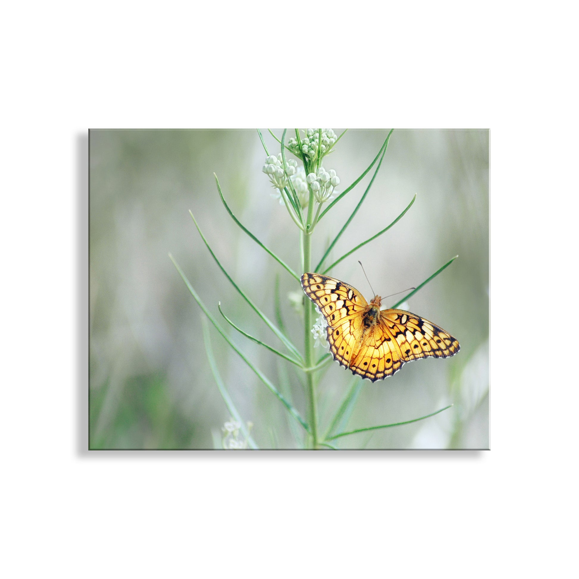 Butterfly perched on a plant with a blurred background. My stylish golden butterfly wall decor with milkweed for your walls! Captured by me at C****** H**** C****** Preserve, a secret Nature Conservancy property, near Sonoita, Arizona, planet Earth.. Original, unique signed art by Murray Bolesta!