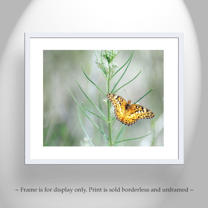 Golden Butterfly Wall Art on Photo Print or Mounted Canvas