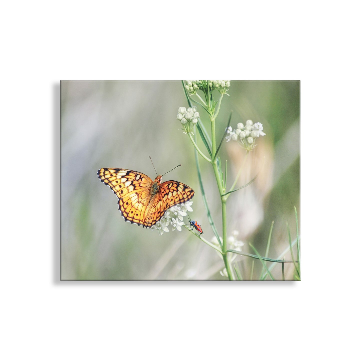 Butterfly on a plant with a white background. My stylish golden butterfly wall decor with milkweed and a tarantula hawk wasp for your walls! (These wasps have some of the worst stings!) Image captured by me at C****** H**** C****** Preserve, a secret Nature Conservancy property, near Sonoita, Arizona, planet Earth. Original, unique signed art by Murray Bolesta!