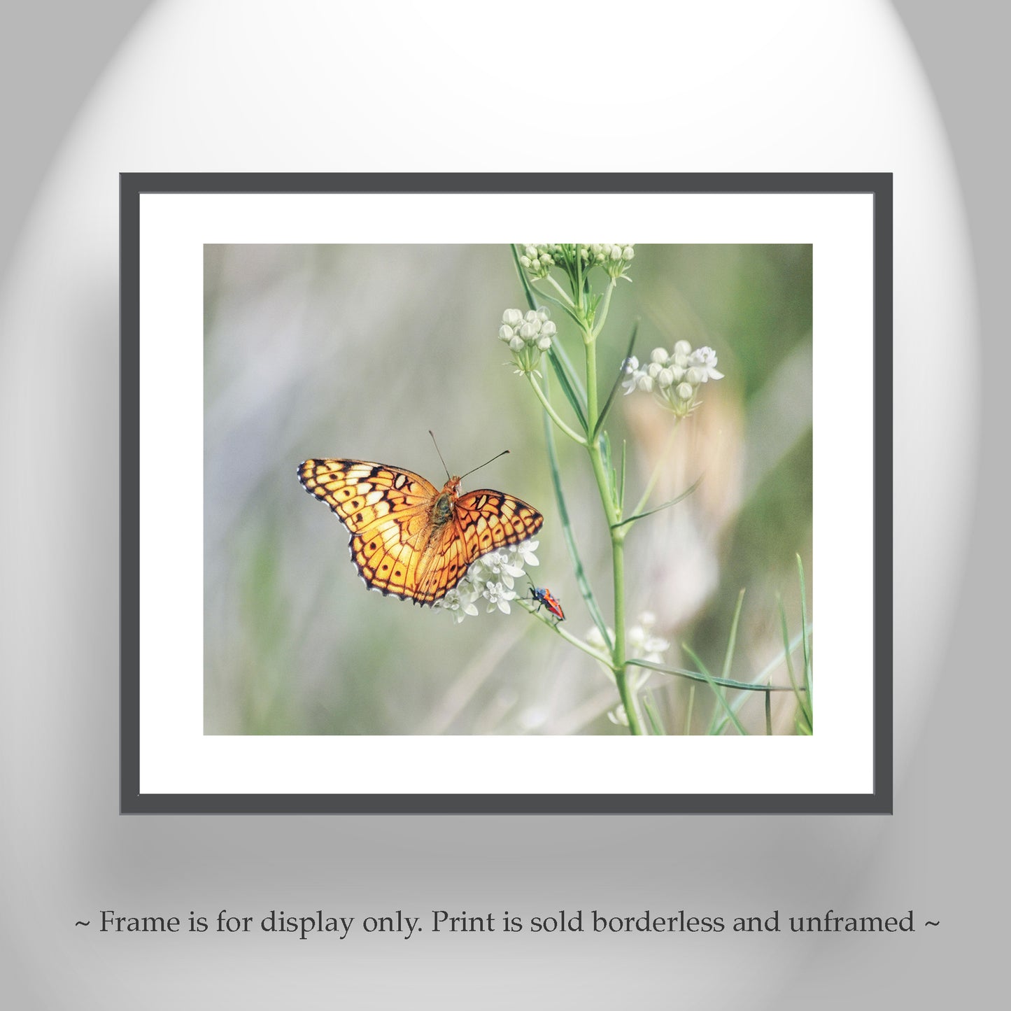 Butterfly Insect Art Photography with Tarantula Hawk Wasp as Elegant Nature Decor