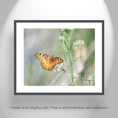Butterfly Insect Art Photography with Tarantula Hawk Wasp as Elegant Nature Decor
