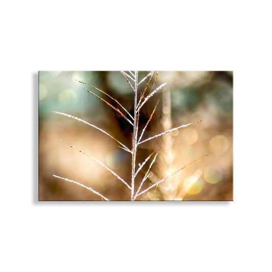 Frosty branch against a blurred bokeh background. Minimalist Golden Nature Photography | Wild Grass & Winter Frost