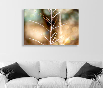 Golden Grass & Winter Frost | Minimalist Nature Photography