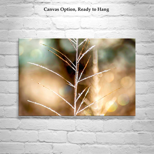 Golden Grass & Winter Frost | Minimalist Nature Photography