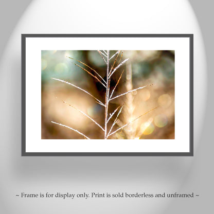 Golden Grass & Winter Frost | Minimalist Nature Photography