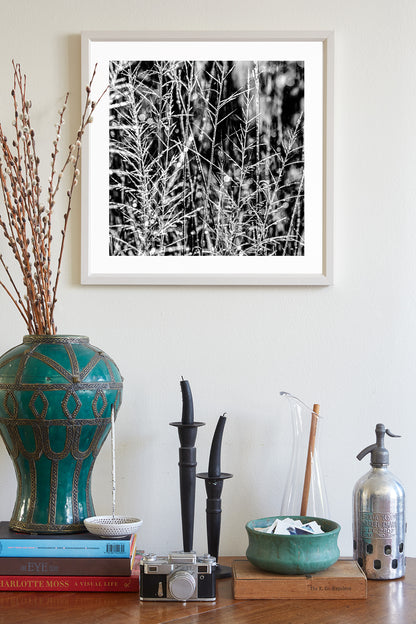 Black and White Nature Photography with Winter Frost at Southern AZ