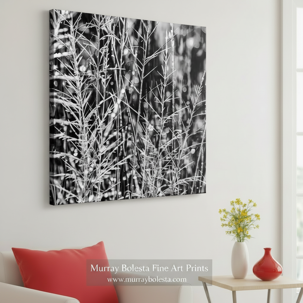 Black and white photo of tall grasses with a blurred background. Black and White Nature Photography with Winter Frost at Southern AZ by Murray Bolesta