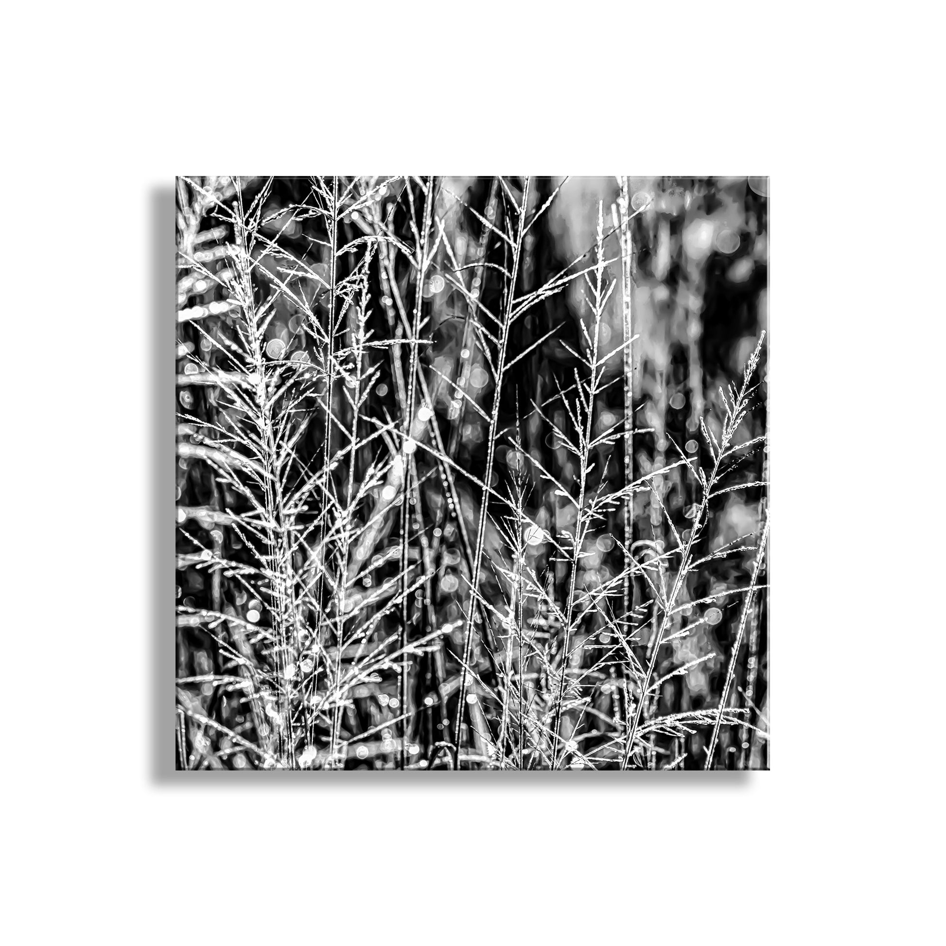 Black and white photo of tall grasses with a blurred background. Black and White Nature Photography with Winter Frost at Southern AZ