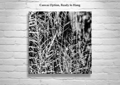 Black and White Nature Photography with Winter Frost at Southern AZ