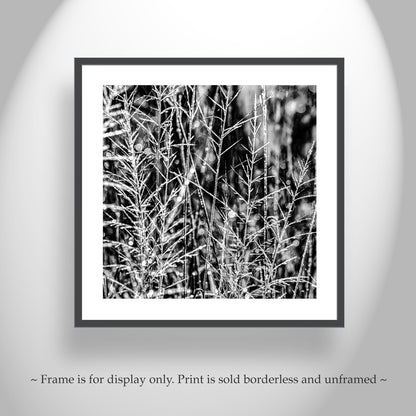 Black and White Nature Photography with Winter Frost at Southern AZ