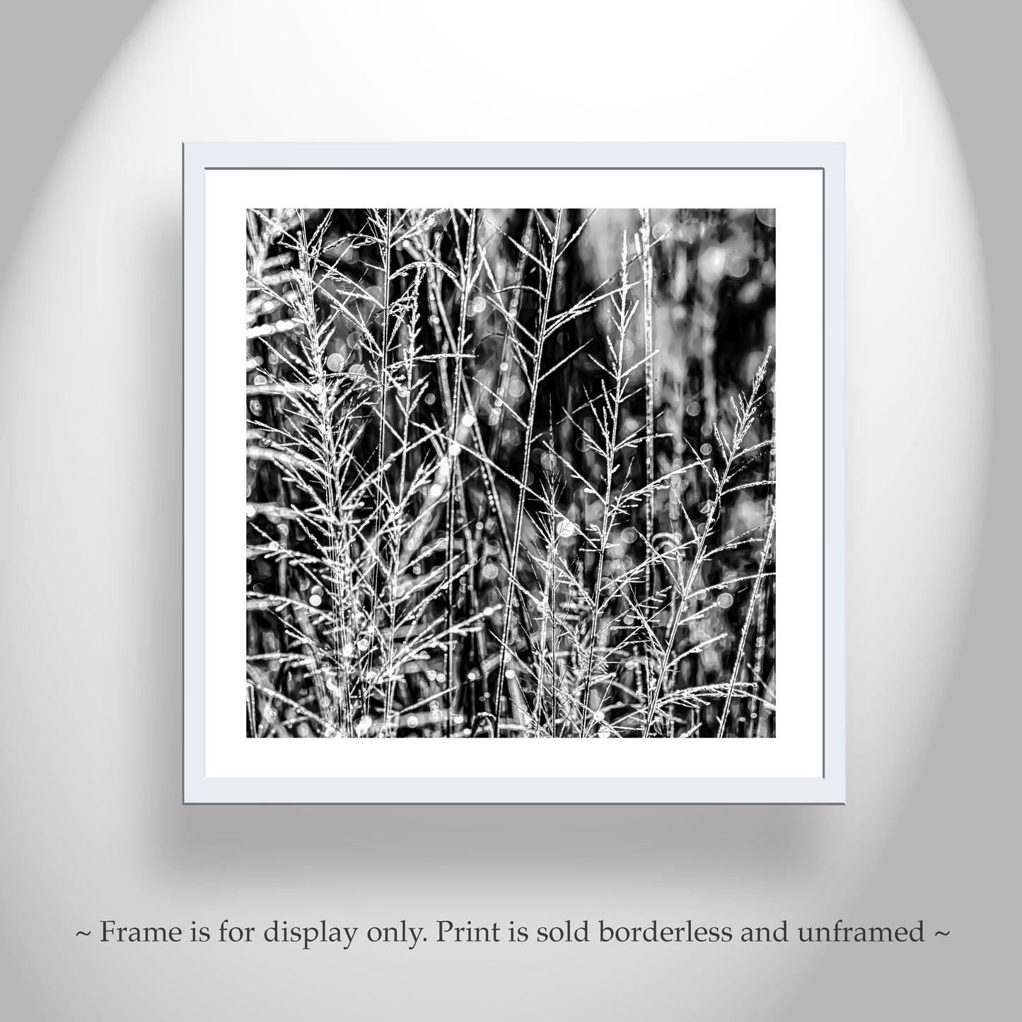 Black and White Nature Photography with Winter Frost at Southern AZ