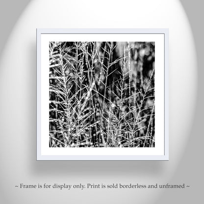Black and White Nature Photography with Winter Frost at Southern AZ