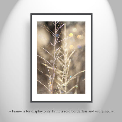 Abstract Nature Wall Art with Golden Winter Frost | Arivaca Cienega Arizona