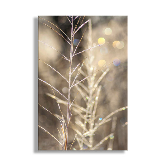 Close-up of a plant with a blurred bokeh background. Abstract Nature Wall Art with Golden Winter Frost | Arivaca Cienega Arizona