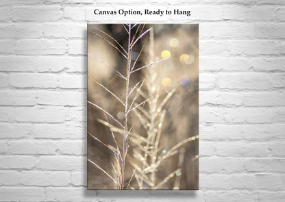 Abstract Nature Wall Art with Golden Winter Frost | Arivaca Cienega Arizona
