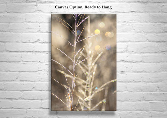 Abstract Nature Wall Art with Golden Winter Frost | Arivaca Cienega Arizona